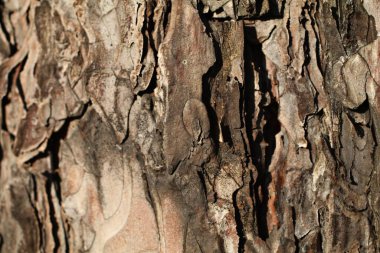Ağaç kabuğu dokusunun yakın plan detaylı ilginç arkaplanlar