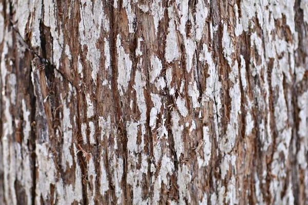 Close Textura Casca Árvore Detalhou Fundos Interessantes Coloridos — Fotografia de Stock