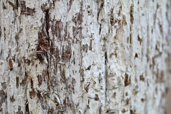 Primer Plano Textura Corteza Del Árbol Fondos Interesantes Coloridos Detallados —  Fotos de Stock