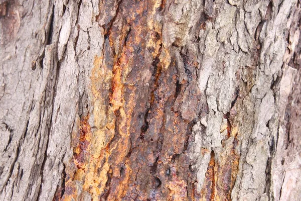 Gros Plan Sur Texture Écorce Des Arbres Arrière Plans Intéressants — Photo