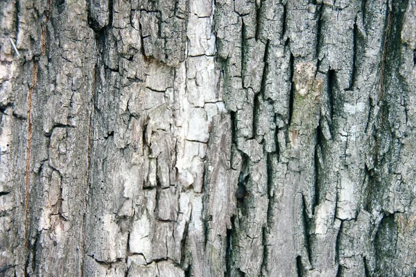 Close Textura Casca Árvore Detalhou Fundos Interessantes Coloridos — Fotografia de Stock