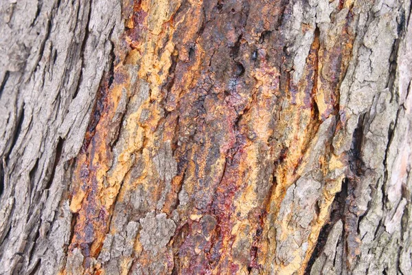 Närbild Träd Bark Struktur Detaljerad Färgglada Intressanta Bakgrunder — Stockfoto