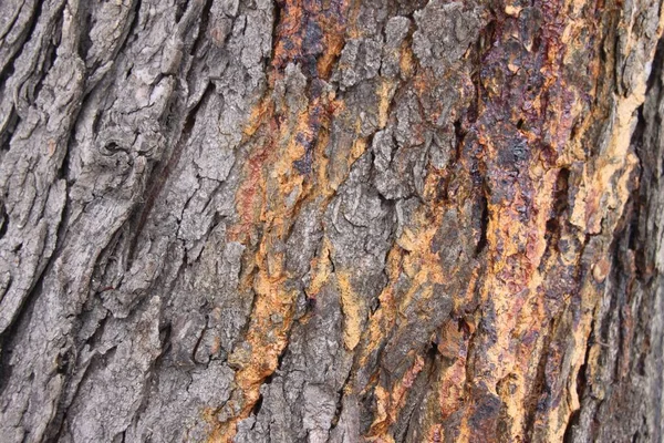 나무껍질을 클로즈업하는 배경을 상세하게 보여준다 — 스톡 사진