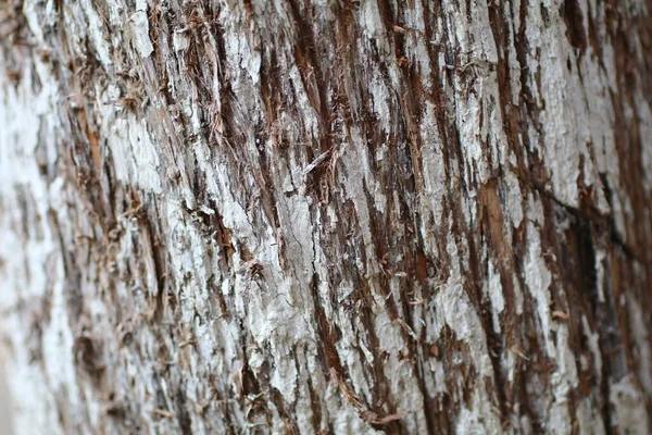 Primer Plano Textura Corteza Del Árbol Fondos Interesantes Coloridos Detallados —  Fotos de Stock