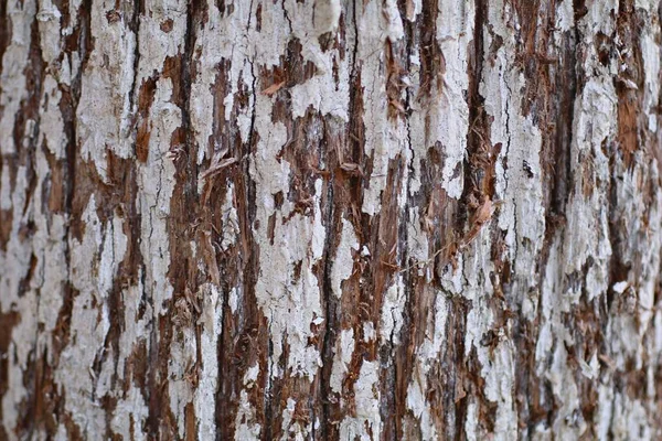 Close Tree Bark Texture Detailed Colorful Interesting Backgrounds — Stock Photo, Image