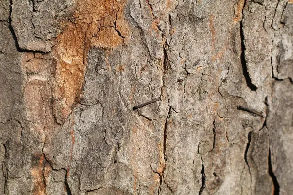 Close Tree Bark Texture Detailed Colorful Interesting Backgrounds — Stock Photo, Image