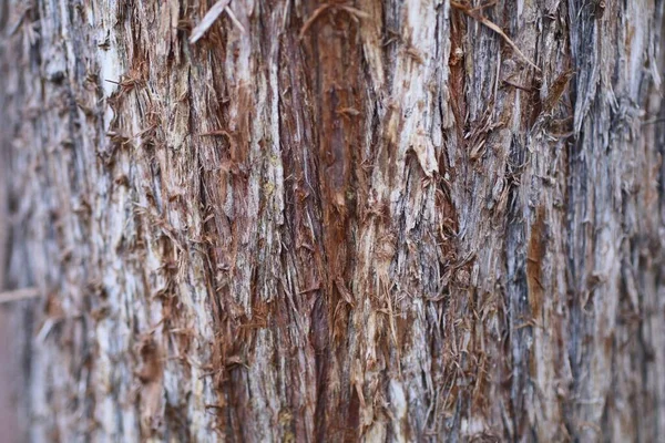 Närbild Träd Bark Struktur Detaljerad Färgglada Intressanta Bakgrunder — Stockfoto