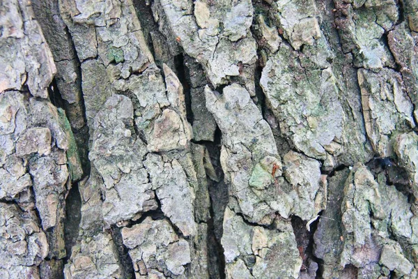 Nahaufnahme Der Baumrinde Textur Detaillierte Bunte Interessante Hintergründe — Stockfoto