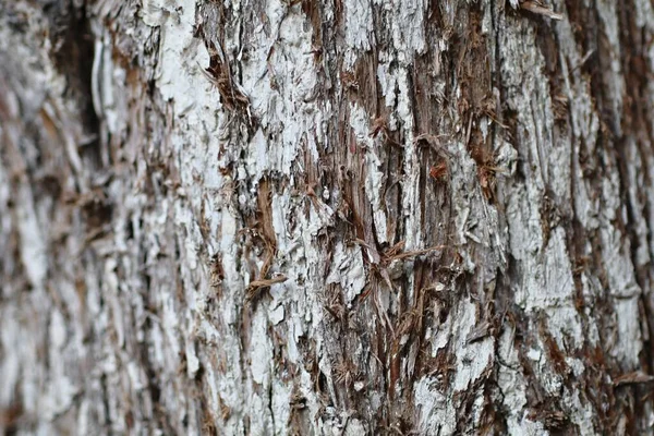 Gros Plan Sur Texture Écorce Des Arbres Arrière Plans Intéressants — Photo