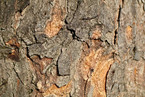 Närbild Träd Bark Struktur Detaljerad Färgglada Intressanta Bakgrunder — Stockfoto