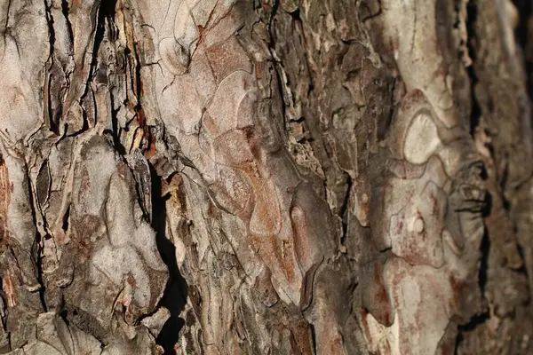 木の樹皮の質感のクローズアップ詳細カラフルな興味深い背景 — ストック写真