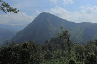 yeşil Hindistan kırsal arazisi
