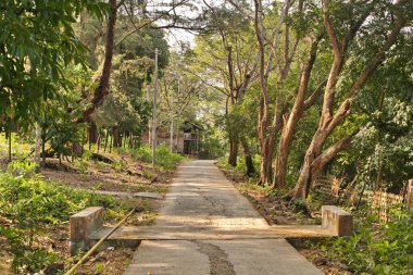 Hindistan 'ın kırsal bölgeleri güneşli bir günde
