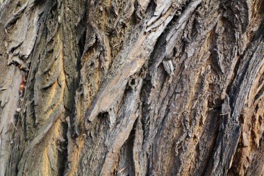 Ağaç kabuğu dokusunun yakın plan detaylı ilginç arkaplanlar