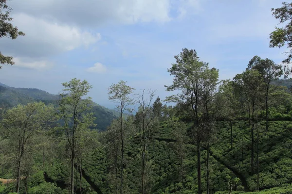 Zielony Indyjski Krajobraz Wiejski — Zdjęcie stockowe