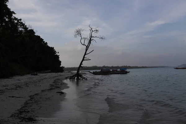 Vue Beau Paysage Avec Arbre Sur Plage — Photo