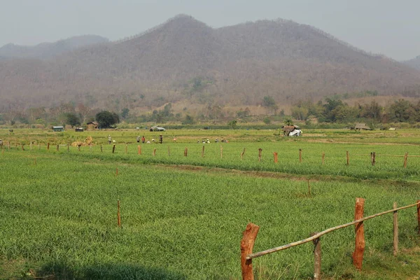 Indiaas Landelijk Landschap Overdag — Stockfoto