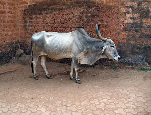 Cow in the street of indian town on background