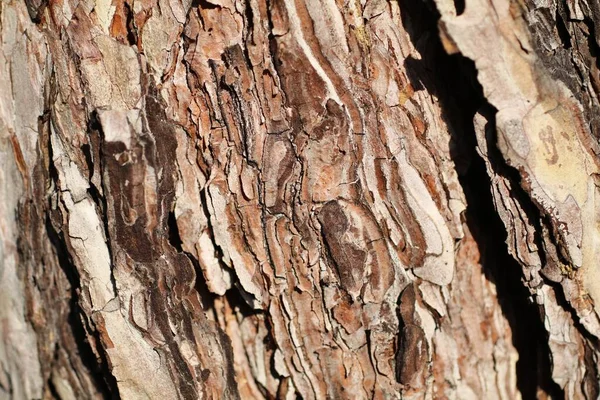 Närbild Träd Bark Struktur Detaljerad Färgglada Intressanta Bakgrunder — Stockfoto