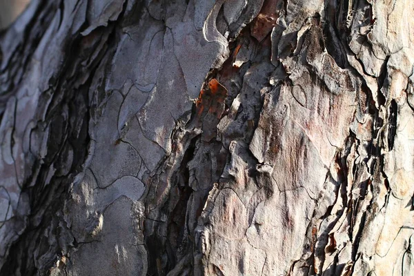 Árbol Corteza Textura Fondo — Foto de Stock