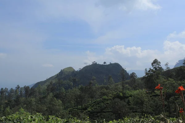 Groen Indiaas Landelijk Landschap — Stockfoto