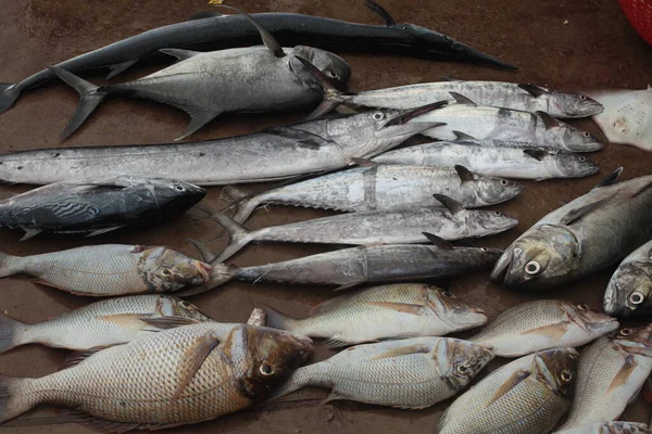 Pesce Nel Mercato Sullo Sfondo Primo Piano — Foto Stock