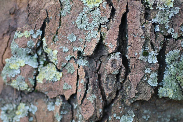 Κοντινό Πλάνο Της Υφής Φλοιού Δέντρων Λεπτομερή Πολύχρωμα Ενδιαφέροντα Υπόβαθρα — Φωτογραφία Αρχείου