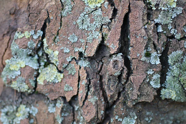 Primer Plano Textura Corteza Del Árbol Fondos Interesantes Coloridos Detallados — Foto de Stock