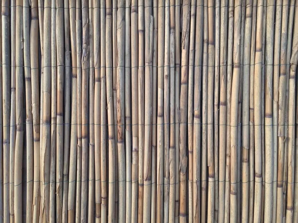 Reeds Texture Interesting Creative Backgrounds Backdrop Web Print Various Ideas — Stock Photo, Image