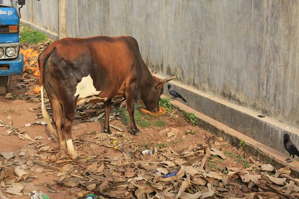 Cow in the street of indian town on background