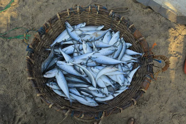 Pesce Fresco Sul Mercato Sullo Sfondo Primo Piano — Foto Stock