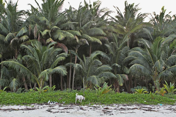 Abandoned Dog Beach Travel Place Background — Stock Photo, Image