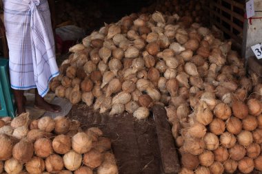  Arka plandaki kabuklarda tropikal meyveli hindistan cevizleri, kapat. 