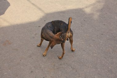 Köpek oyuncakla oynuyor.