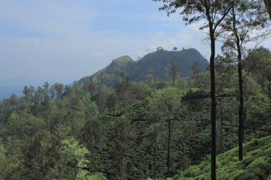 yeşil Hindistan kırsal arazisi