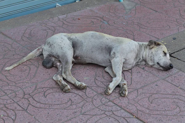 Chien Dans Parc — Photo