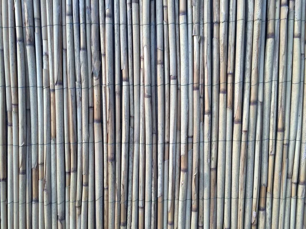 Reeds Υφή Για Ενδιαφέροντα Και Δημιουργικά Υπόβαθρα Backdrop Για Διαδίκτυο — Φωτογραφία Αρχείου