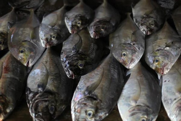 Pesce Nel Mercato Sullo Sfondo Primo Piano — Foto Stock