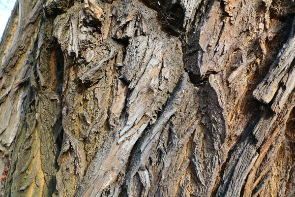 Närbild Träd Bark Struktur Detaljerad Färgglada Intressanta Bakgrunder — Stockfoto