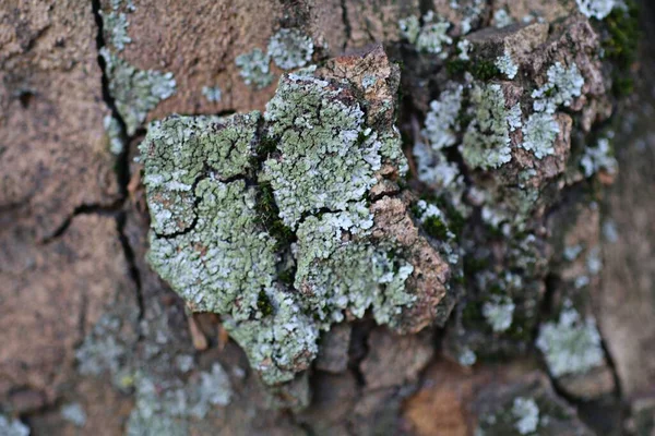 Primer Plano Textura Corteza Del Árbol Fondos Interesantes Coloridos Detallados —  Fotos de Stock