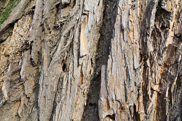 木の樹皮の質感のクローズアップ詳細カラフルな興味深い背景 — ストック写真