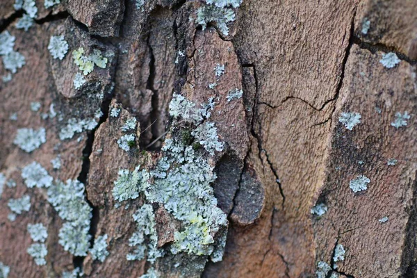 木の樹皮の質感のクローズアップ詳細カラフルな興味深い背景 — ストック写真