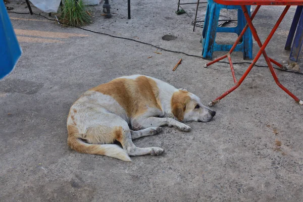 Ausgesetzter Hund Auf Der Straße Hintergrund — Stockfoto