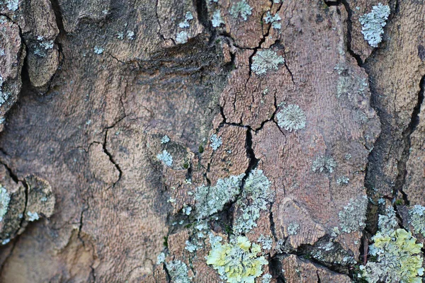 Ağaç Kabuğu Dokusunun Yakın Plan Detaylı Ilginç Arkaplanlar — Stok fotoğraf