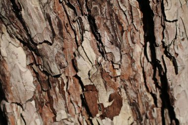 Bir ağaç kabuğuna yakın.