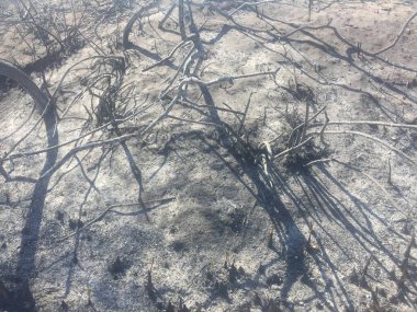 Ormanın güzel manzarası