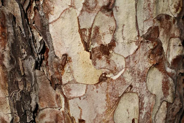 Corteza Árbol Con Grietas Arañazos Ella —  Fotos de Stock