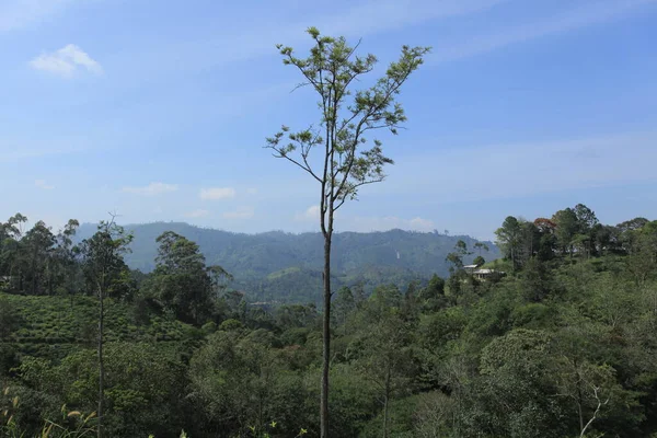 Verde Paesaggio Rurale Indiano — Foto Stock