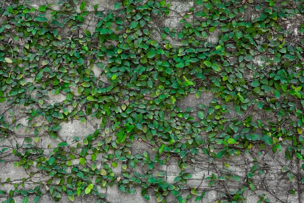 Hierba Verde Una Pared Piedra —  Fotos de Stock