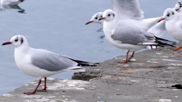 Várias gaivotas na Suíça voando para longe — Vídeo de Stock